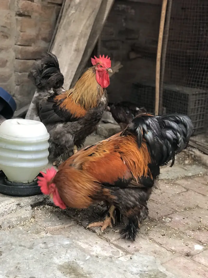 فینسی مُرغے اور مُرغیاں برائے  Heavy Buff , Plymouth — photo 3
