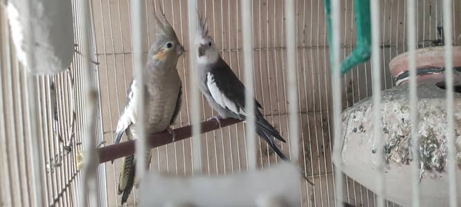 2 Very Active Pair. . ek pair ne egg bhi diye howai hai.