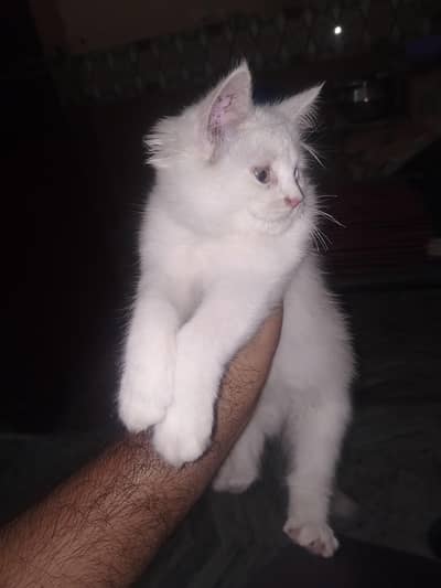 Persian female kitten for sale