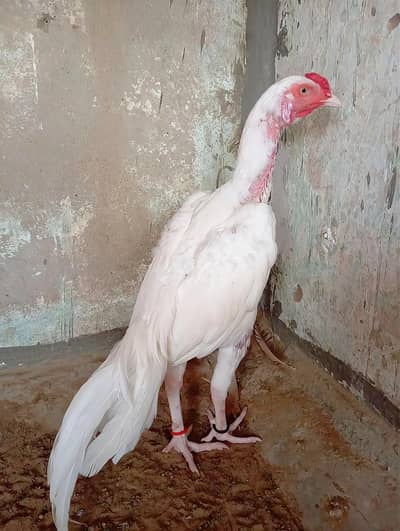 Mashallah Old Blood Line Heera Aseel For Sell