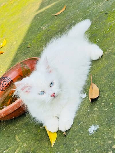 3month white Persian male kitten for sale healthy abd fulffy