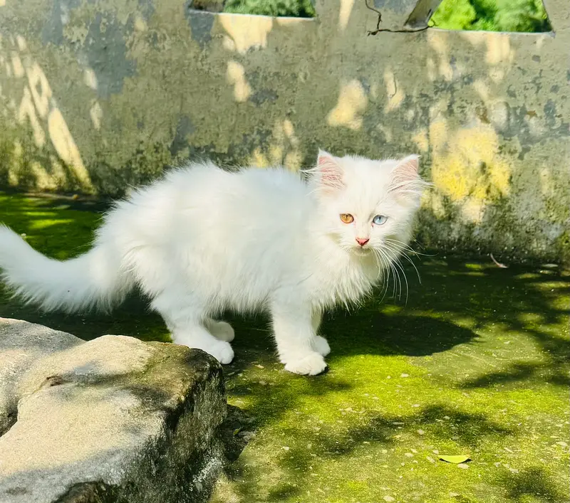 3month white Persian male kitten for sale healthy abd fulffy — photo 2