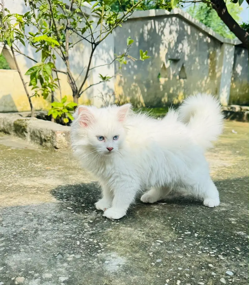 3month white Persian male kitten for sale healthy abd fulffy — photo 3