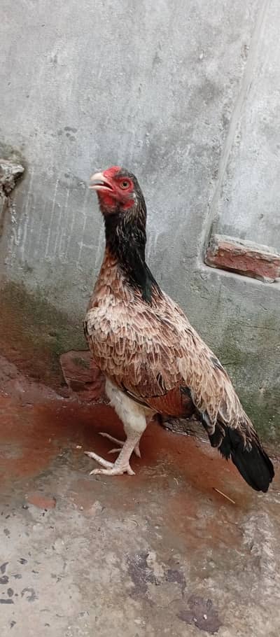 rakne kii jaga nahii hai gar change kiya hai
