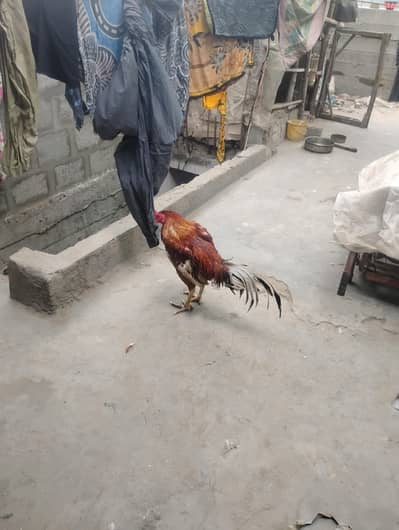 aseel mianwali murga