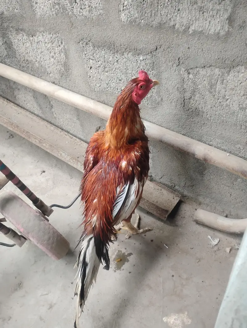 aseel mianwali murga — photo 2