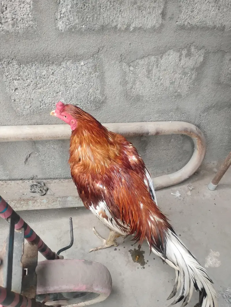 aseel mianwali murga — photo 3