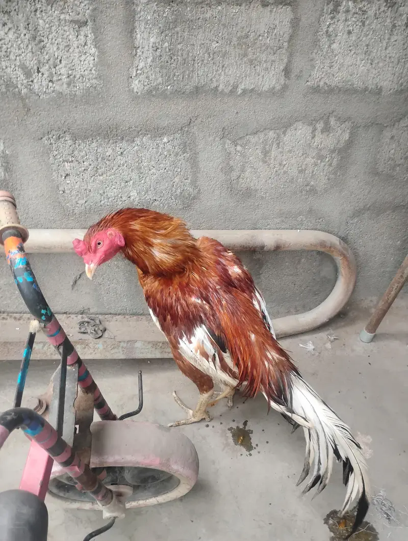 aseel mianwali murga — photo 4