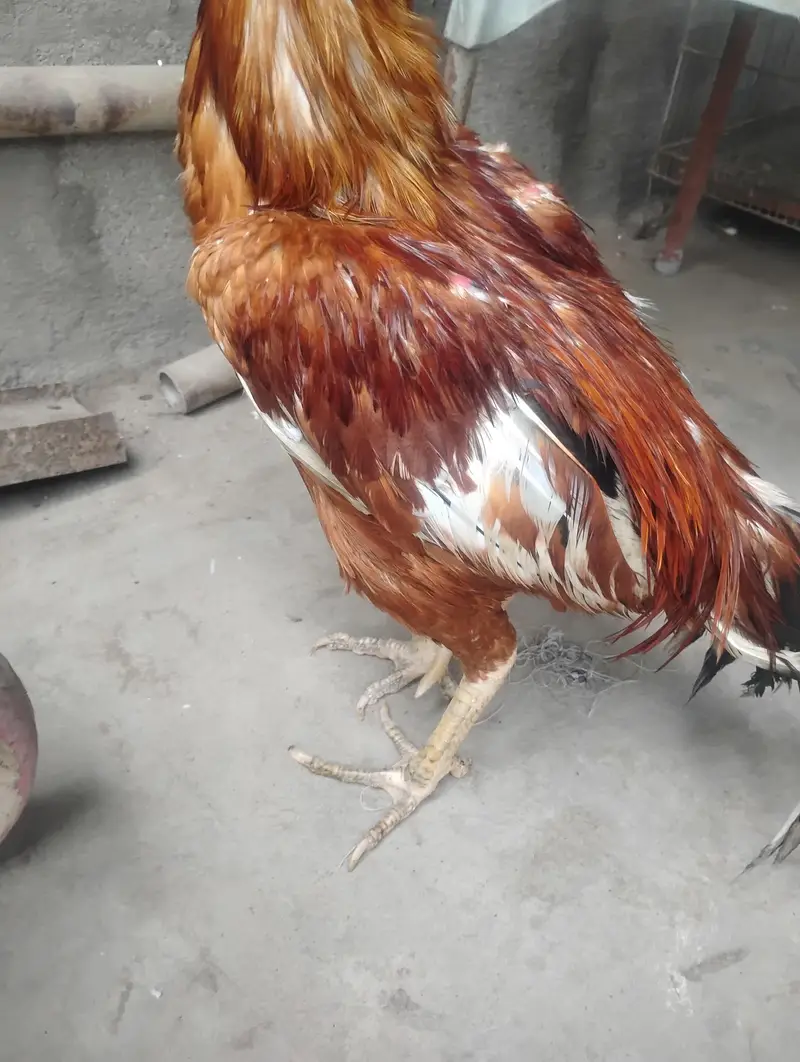aseel mianwali murga — photo 5