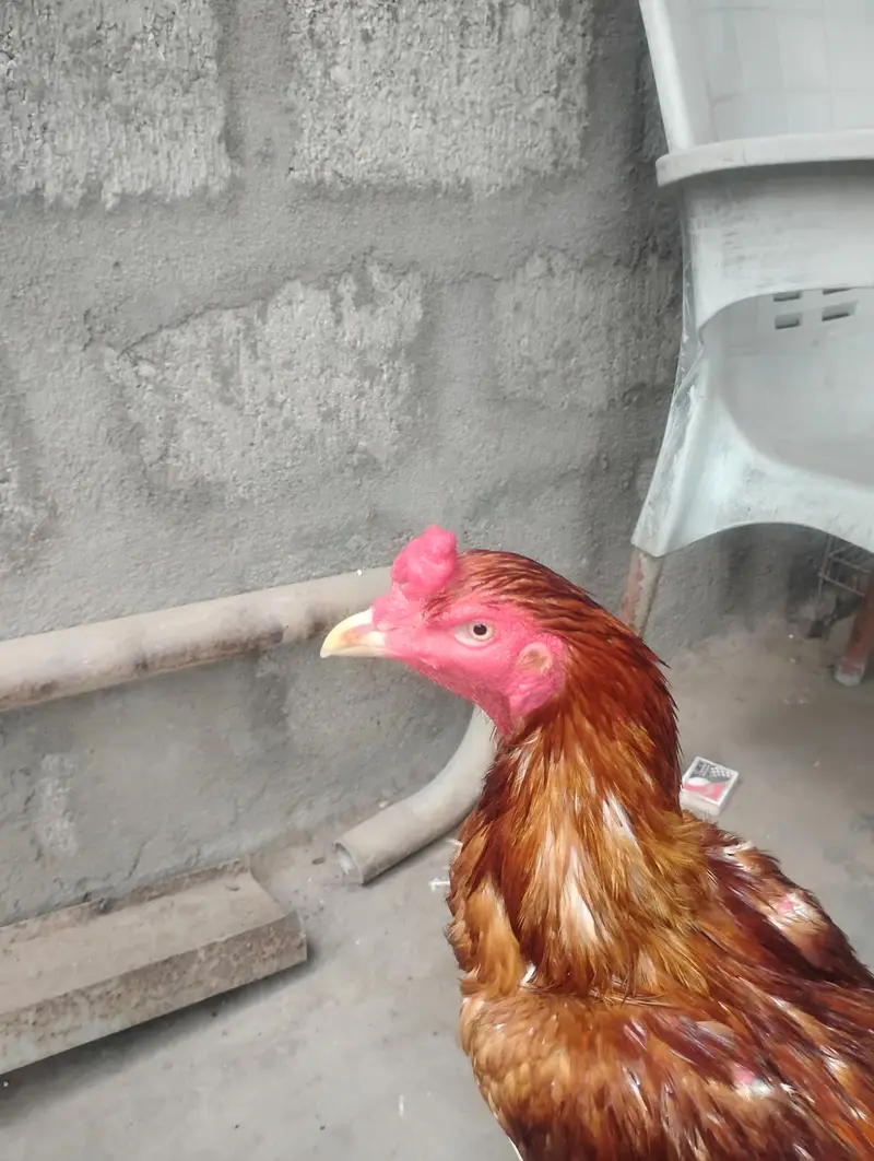 aseel mianwali murga — photo 6