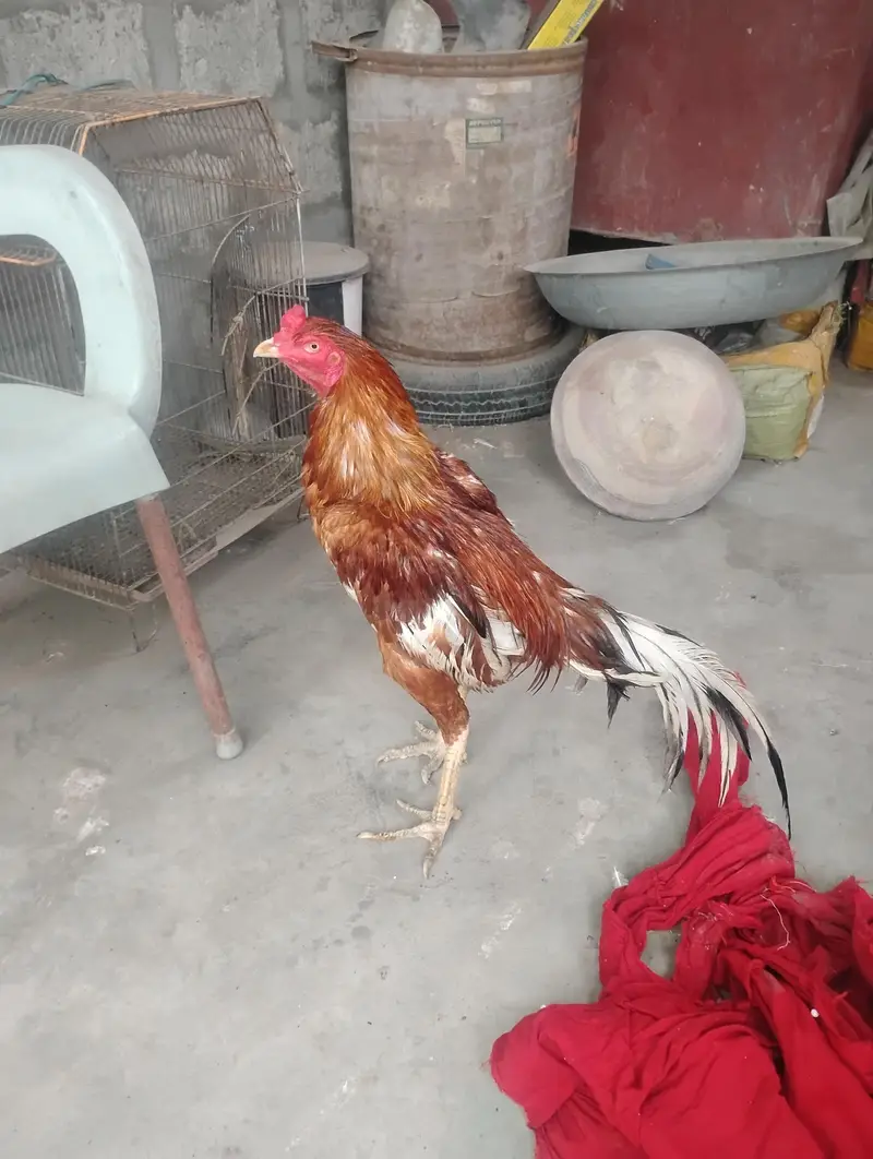 aseel mianwali murga — photo 7