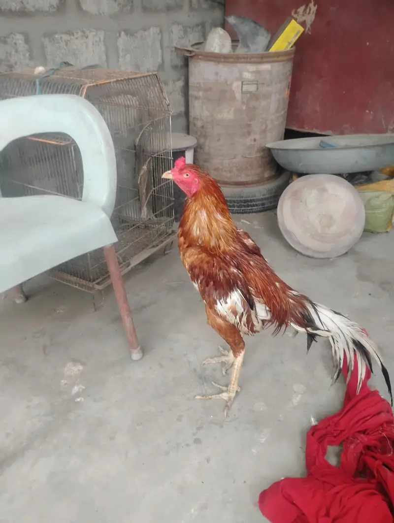 aseel mianwali murga — photo 8
