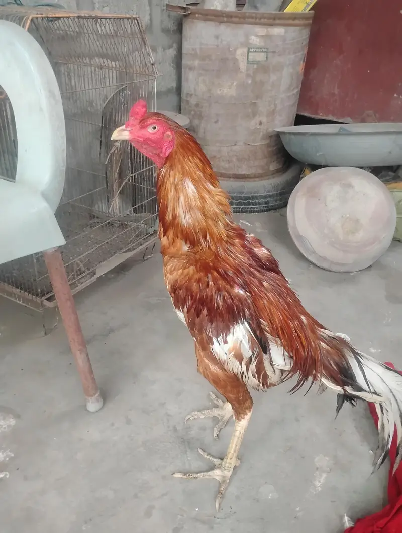 aseel mianwali murga — photo 9