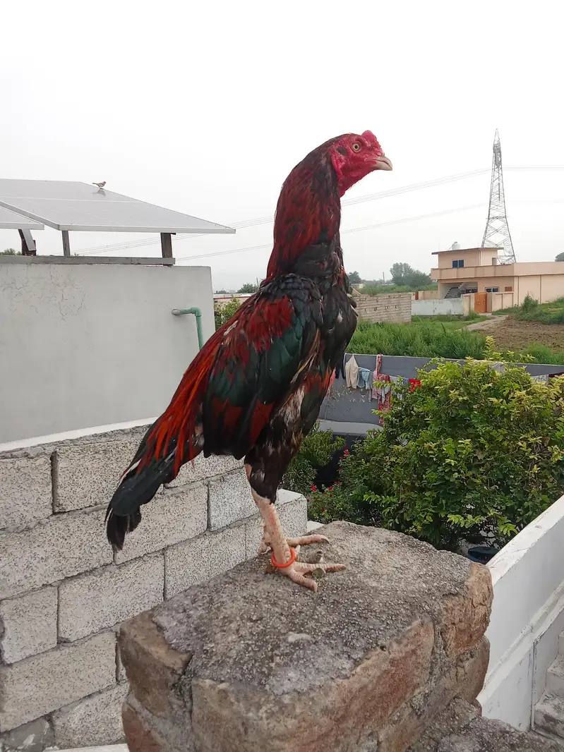 asealr — photo 4