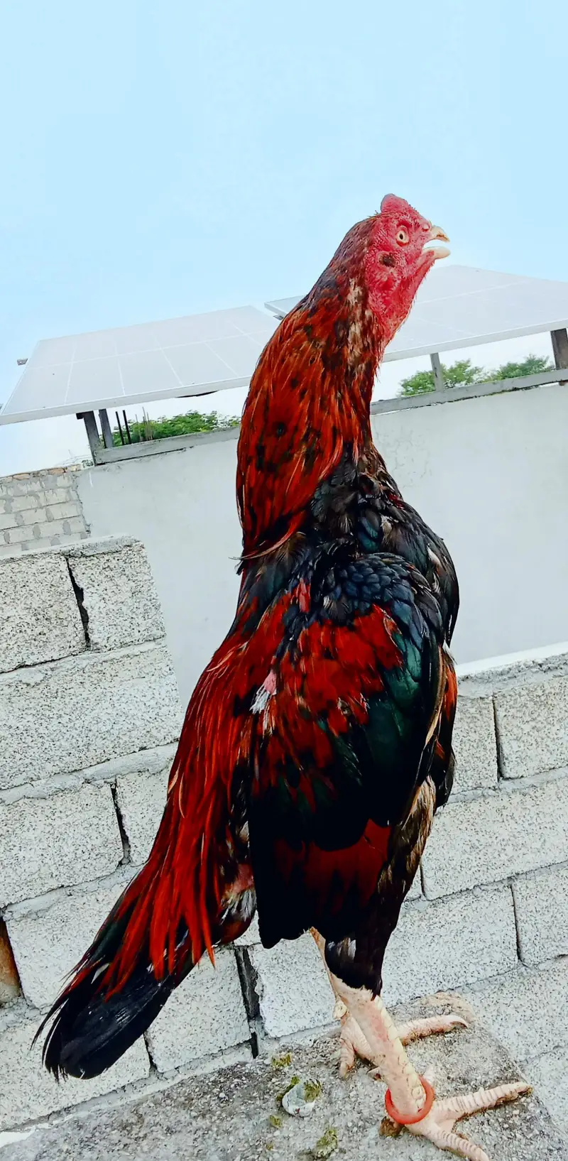 asealr — photo 6
