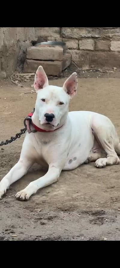 ya dog dogo Argentino or gultair mix ha