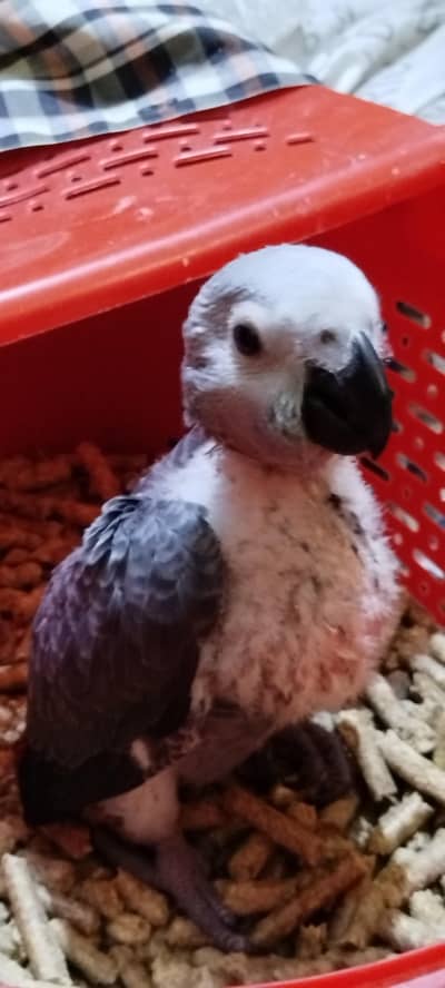 African Grey Parrot Chick