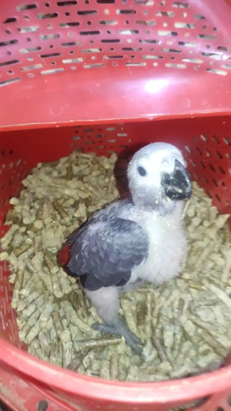 African Grey Parrot Chick — photo 2