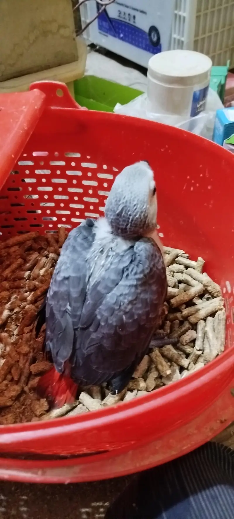 African Grey Parrot Chick — photo 4