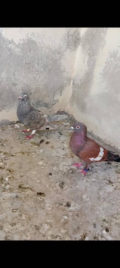 fancy pair for sale