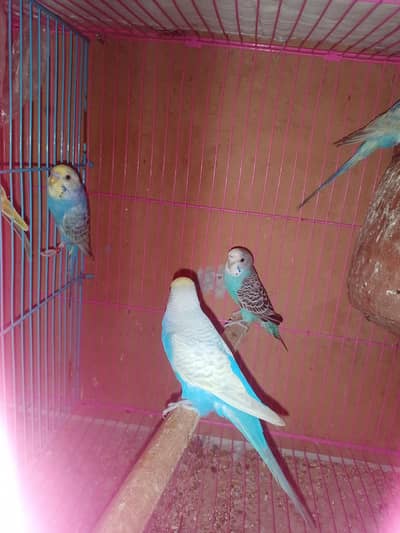Australian parrots / Budgies