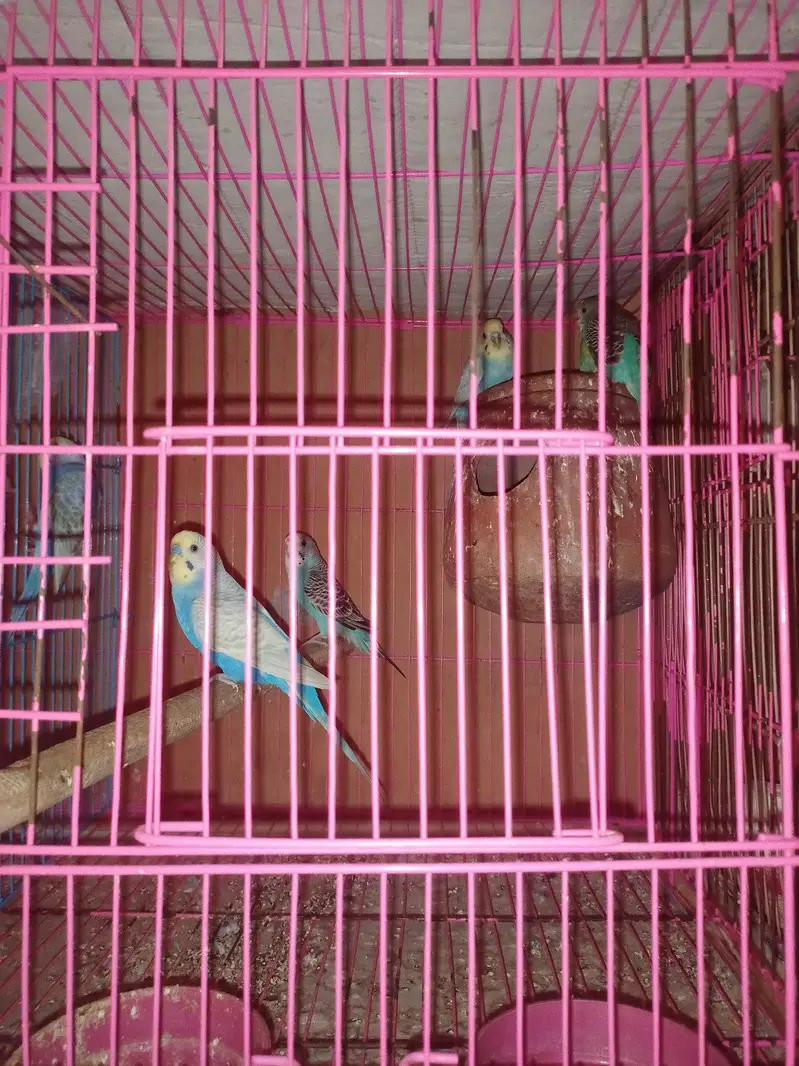 Australian parrots / Budgies — photo 2