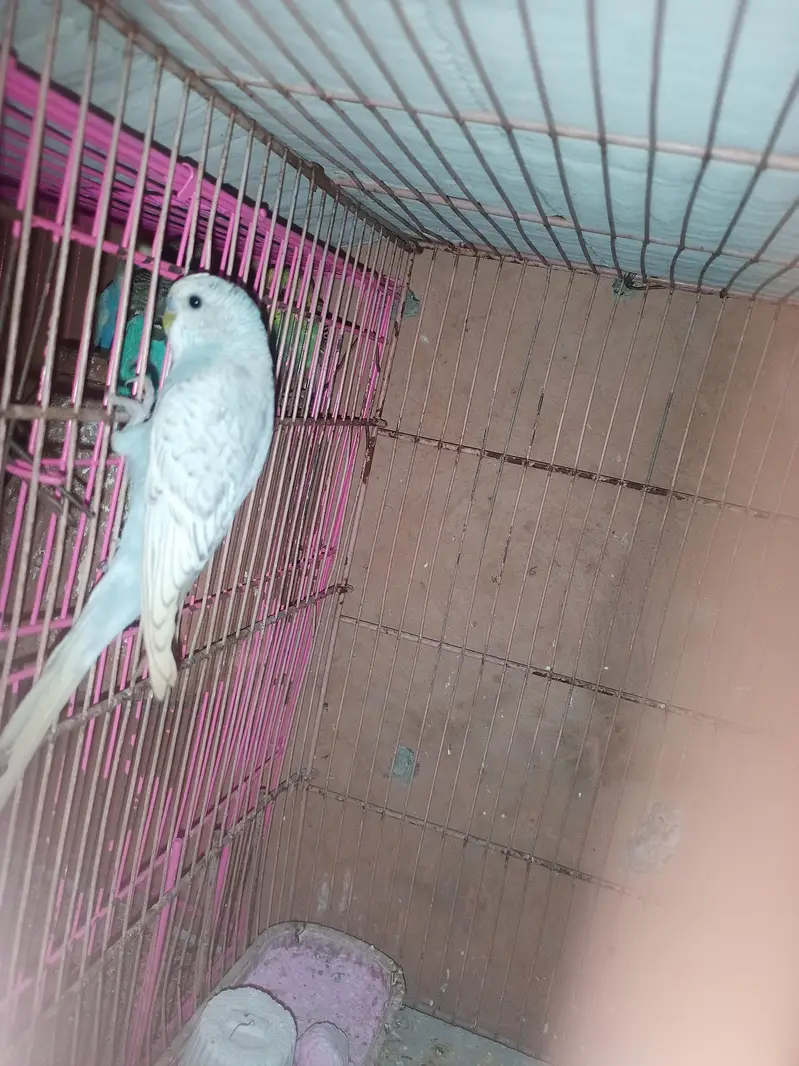 Australian parrots / Budgies — photo 3