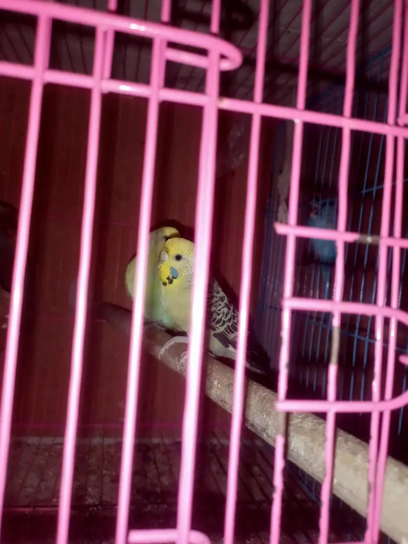 Australian parrots / Budgies — photo 4