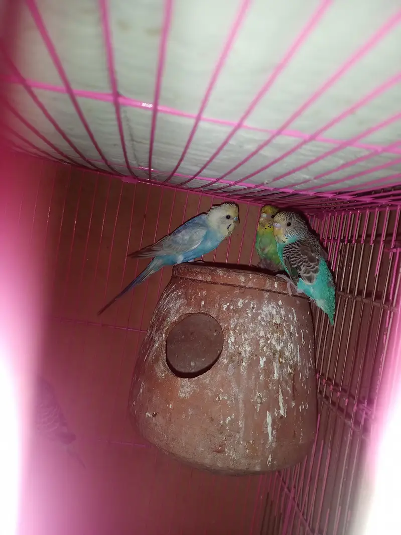 Australian parrots / Budgies — photo 5