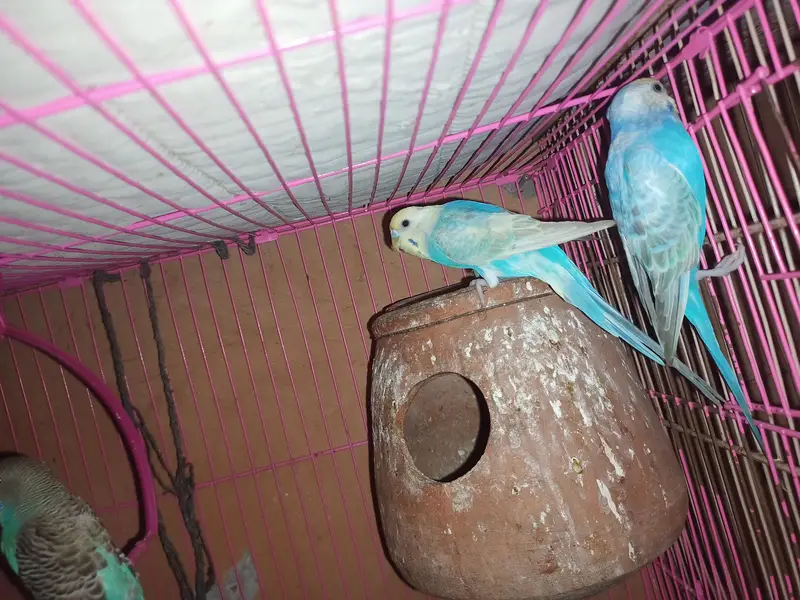 Australian parrots / Budgies — photo 6