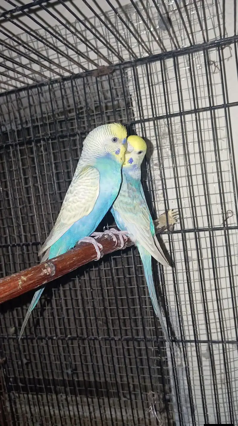 Australian parrots / Budgies — photo 11