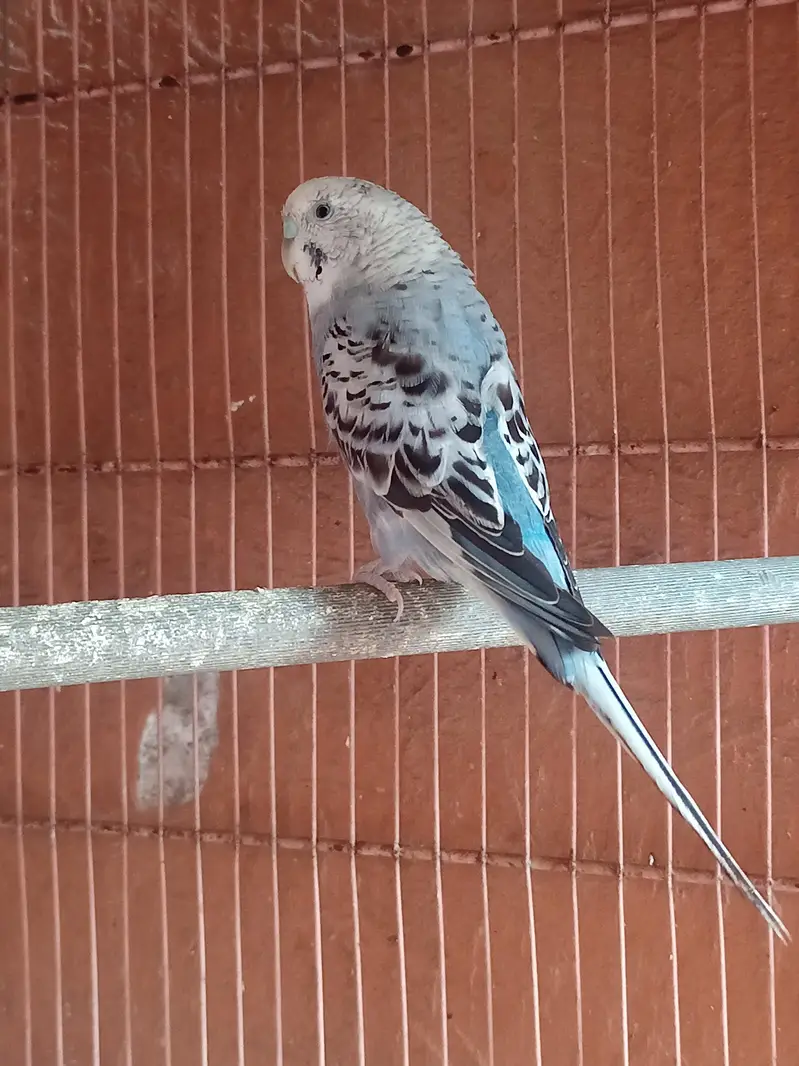 Australian parrots / Budgies — photo 12