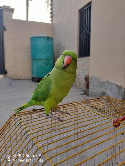 parrots pair
