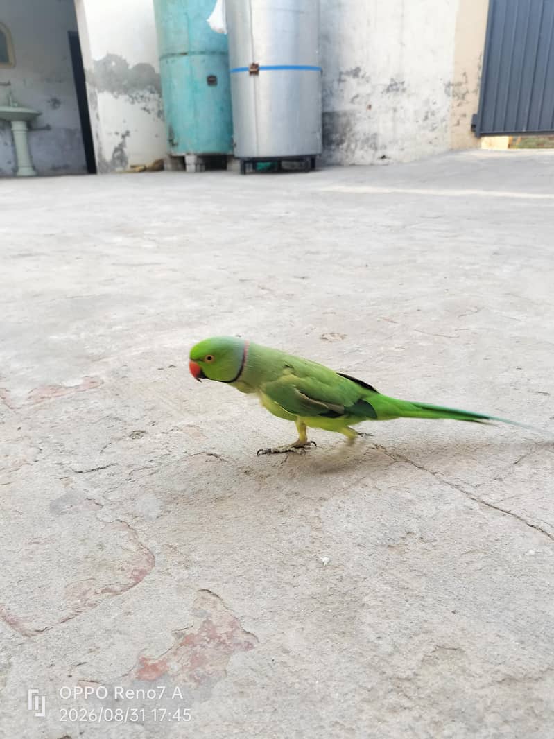 parrots pair 1