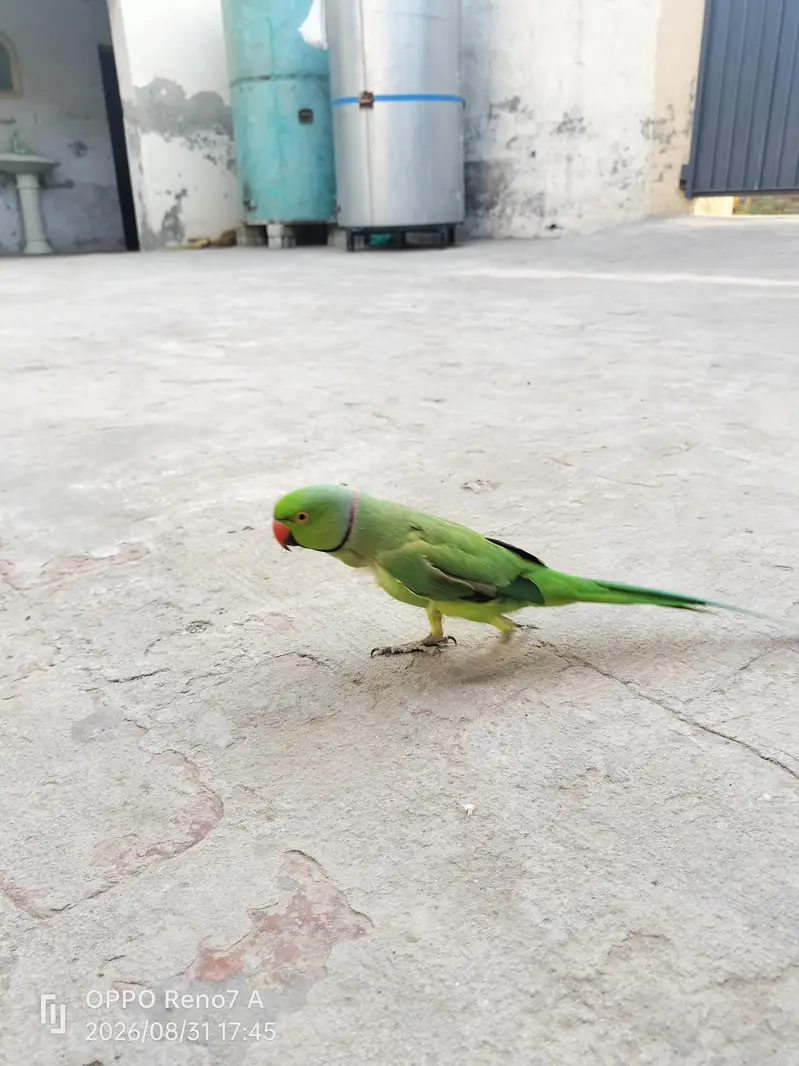 parrots pair — photo 2