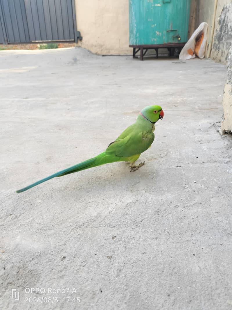 parrots pair 2