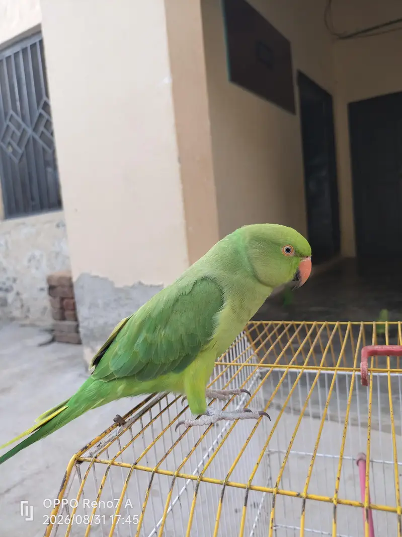 parrots pair — photo 4