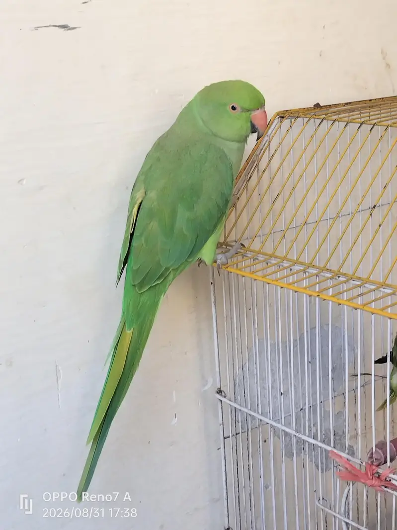 parrots pair — photo 5
