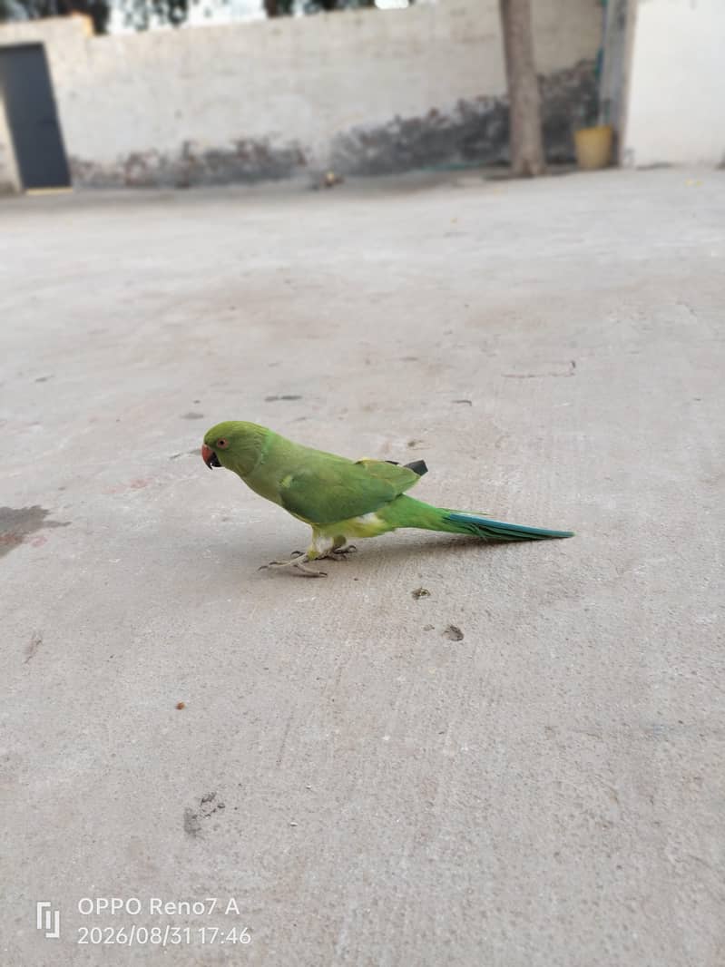 parrots pair 5