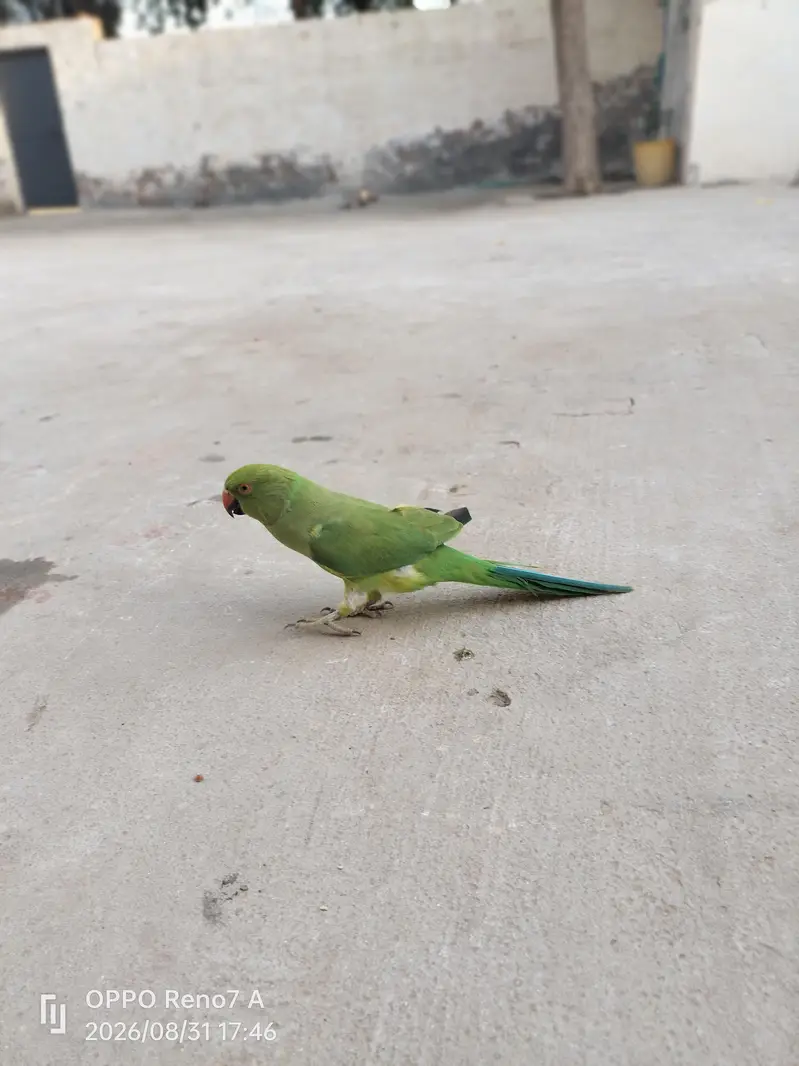 parrots pair — photo 6