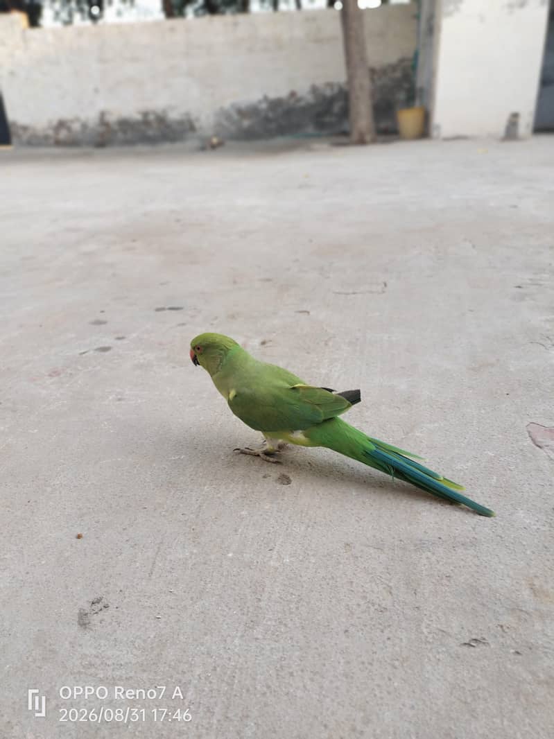 parrots pair 6