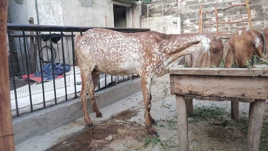 pure makhi cheeni female