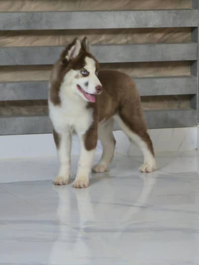 Husky Pure Breed