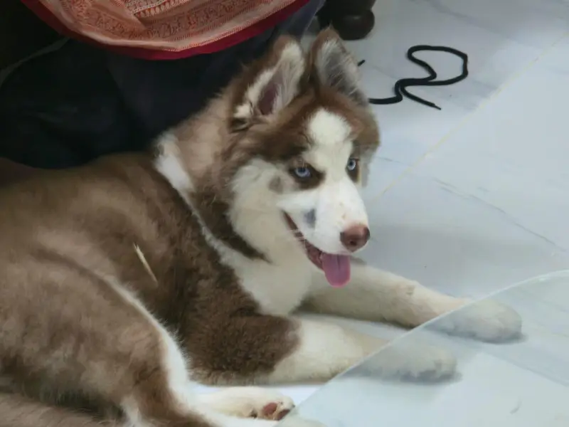 Husky Pure Breed — photo 2