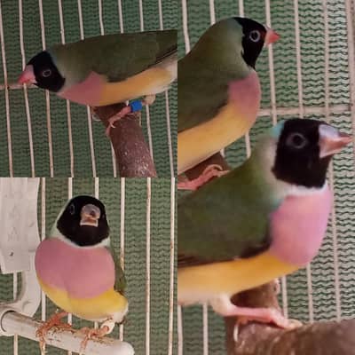 Mix Finch for sale