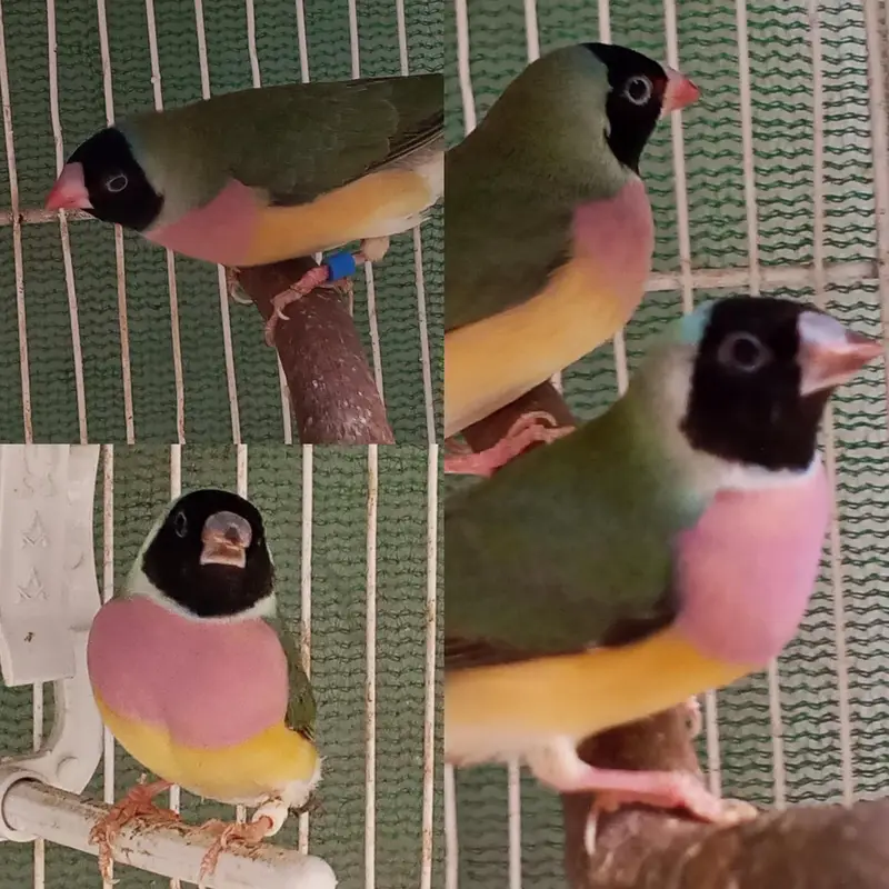 Mix Finch for sale