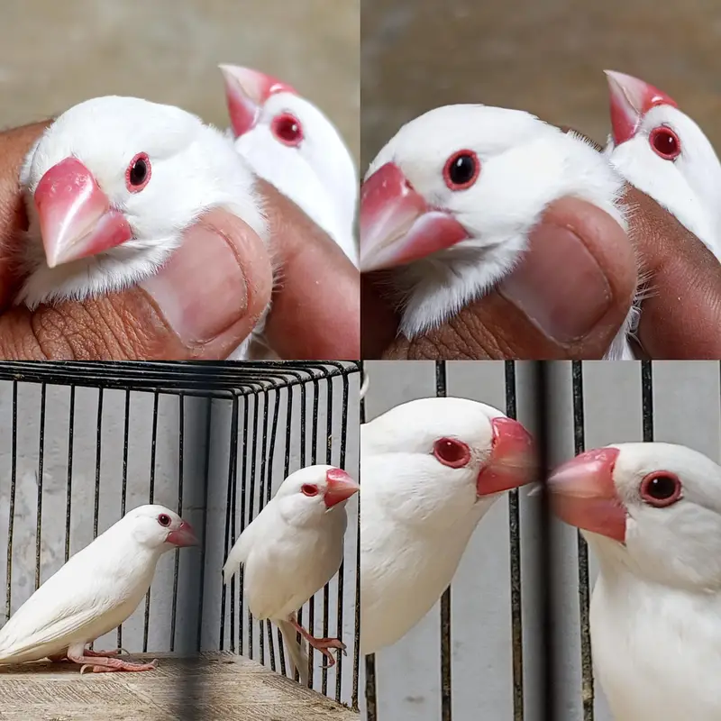 Mix Finch for sale — photo 2