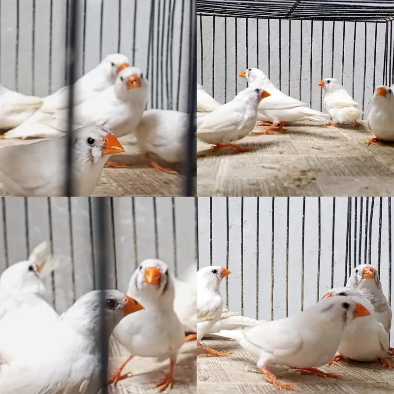 Mix Finch for sale — photo 3