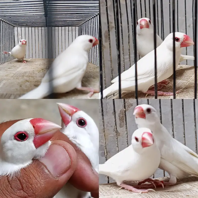 Mix Finch for sale — photo 4