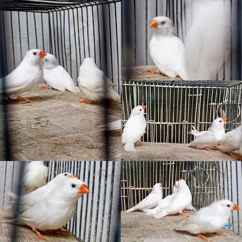 Mix Finch for sale — photo 5